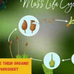 How Plants Make their Organic Molecule Worksheet​