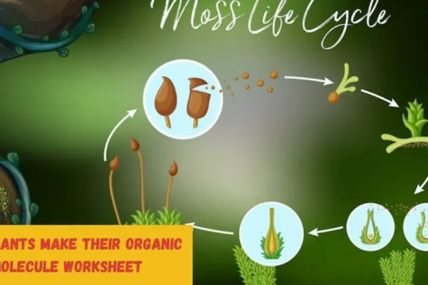 How Plants Make their Organic Molecule Worksheet​